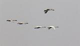 Swans In Flight_21984